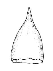 Orthotrichum sainsburyi, calyptra.
 Image: R.C. Wagstaff © All rights reserved. Redrawn with permission from Lewinsky (1984). 